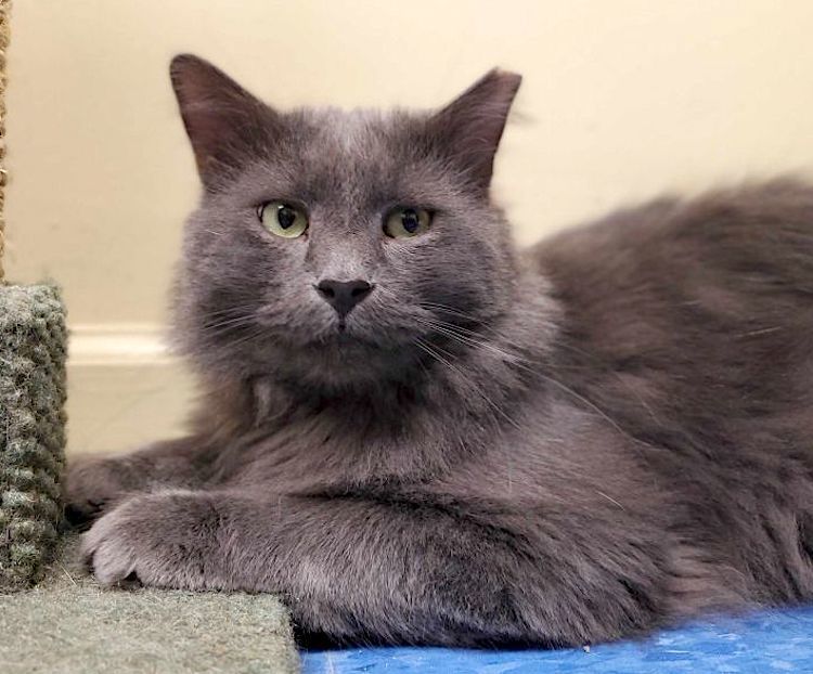 Pet of the week